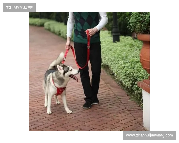 井然有狗展现犬类秩序之美每只狗都在特定位置和角色中尽显其独特魅力 井然有狗展现犬类秩序之美每只狗都在特定位置和角色中尽显其独特魅力